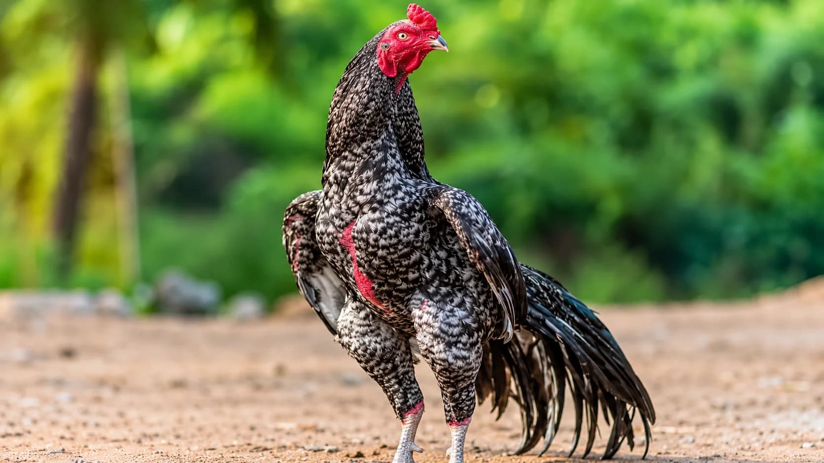 Fresh chicken